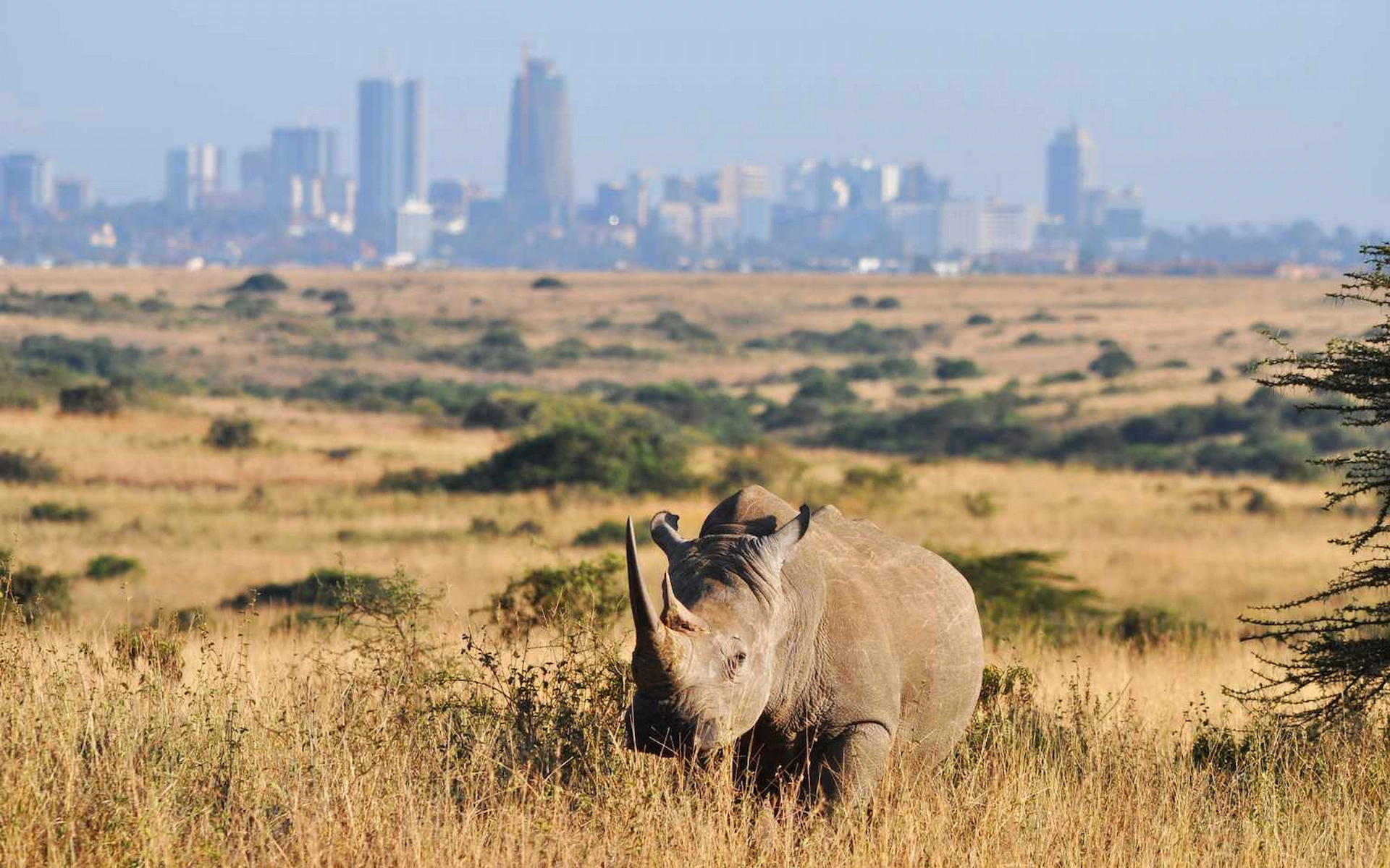 Kenya Safari