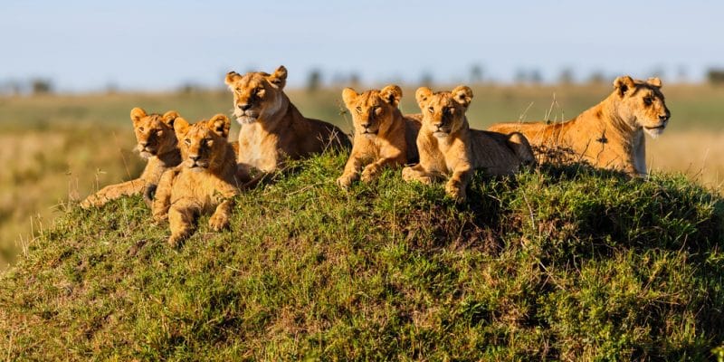 Serengeti North – Kogatende