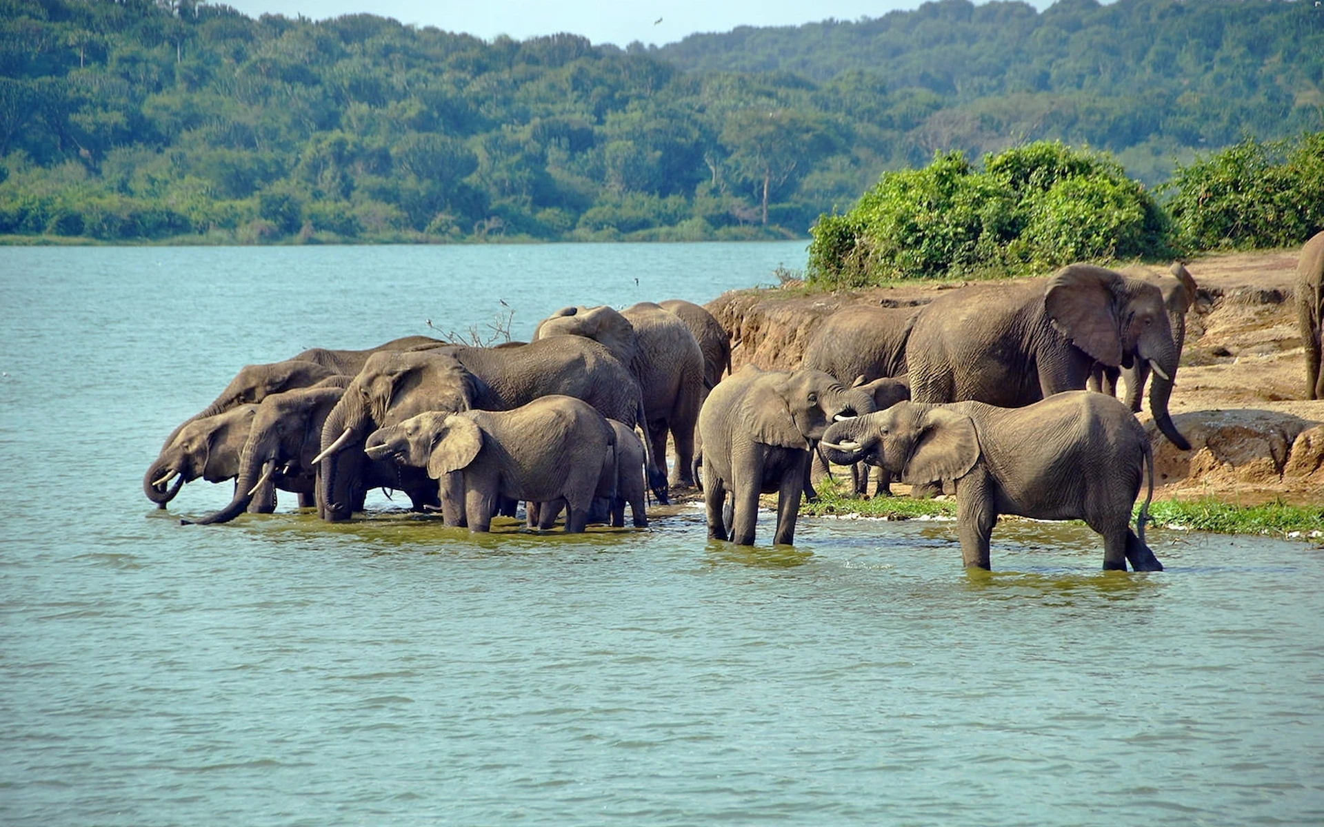 Transfer to Queen Elizabeth National Park, Evening Game Drive