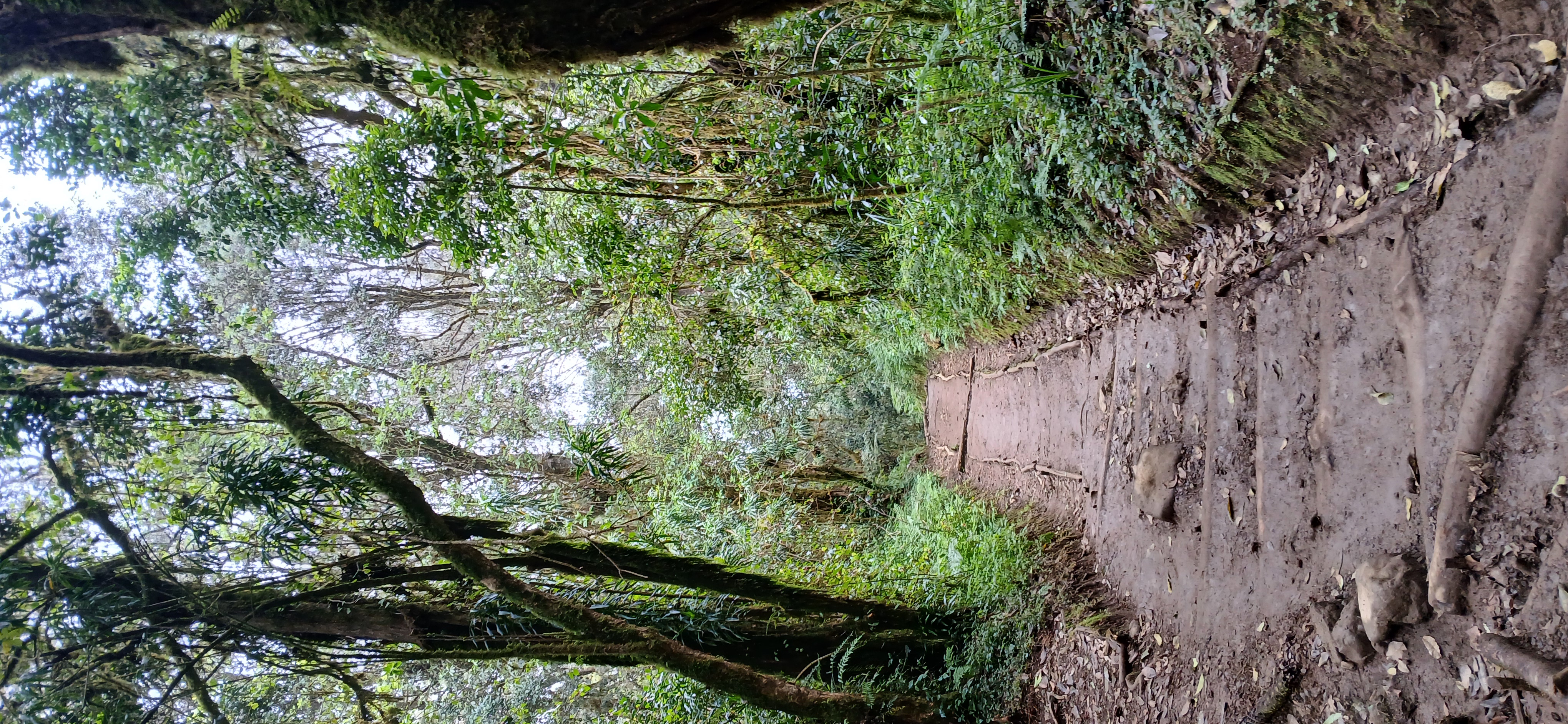 Nalemoru Gate (1990m) to Simba Camp (2570m)