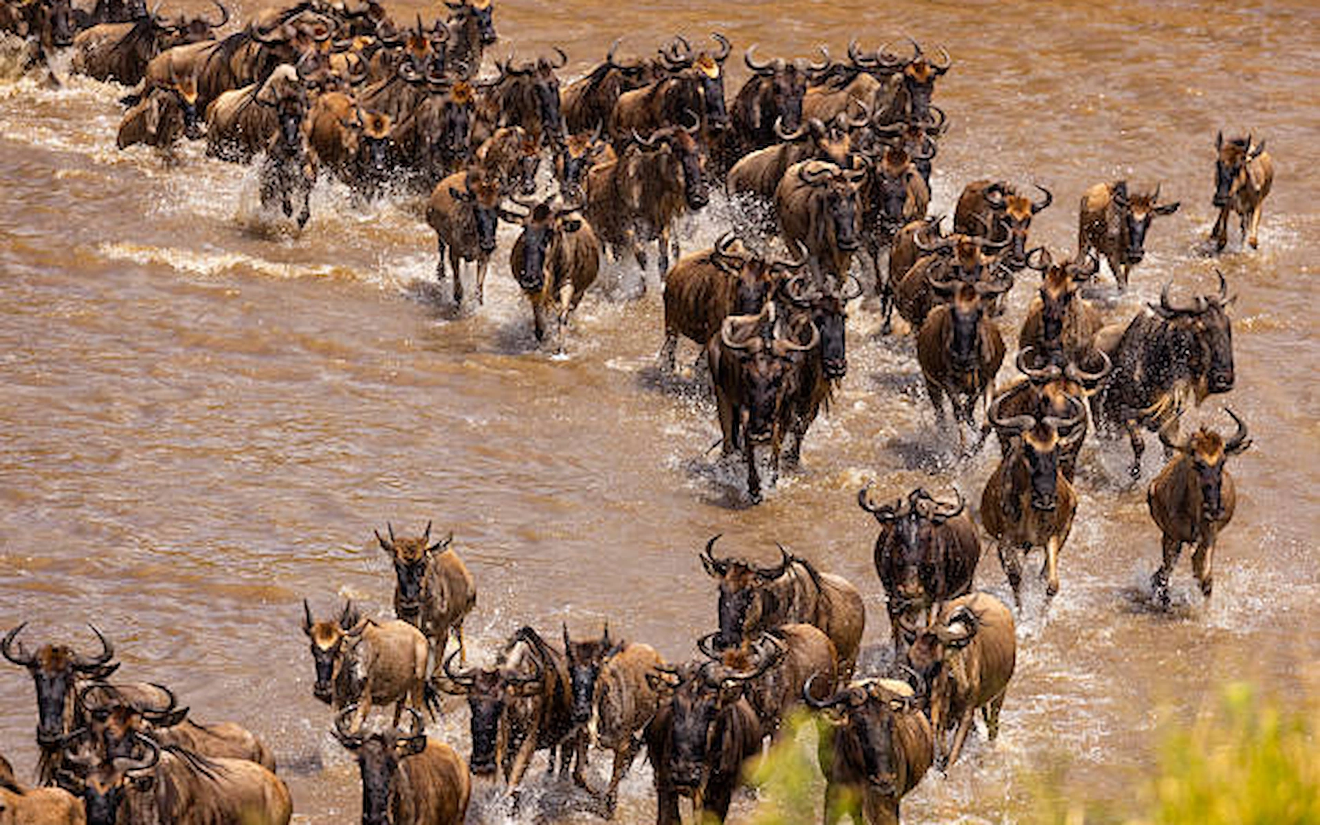 Serengeti National Park Migration Tour