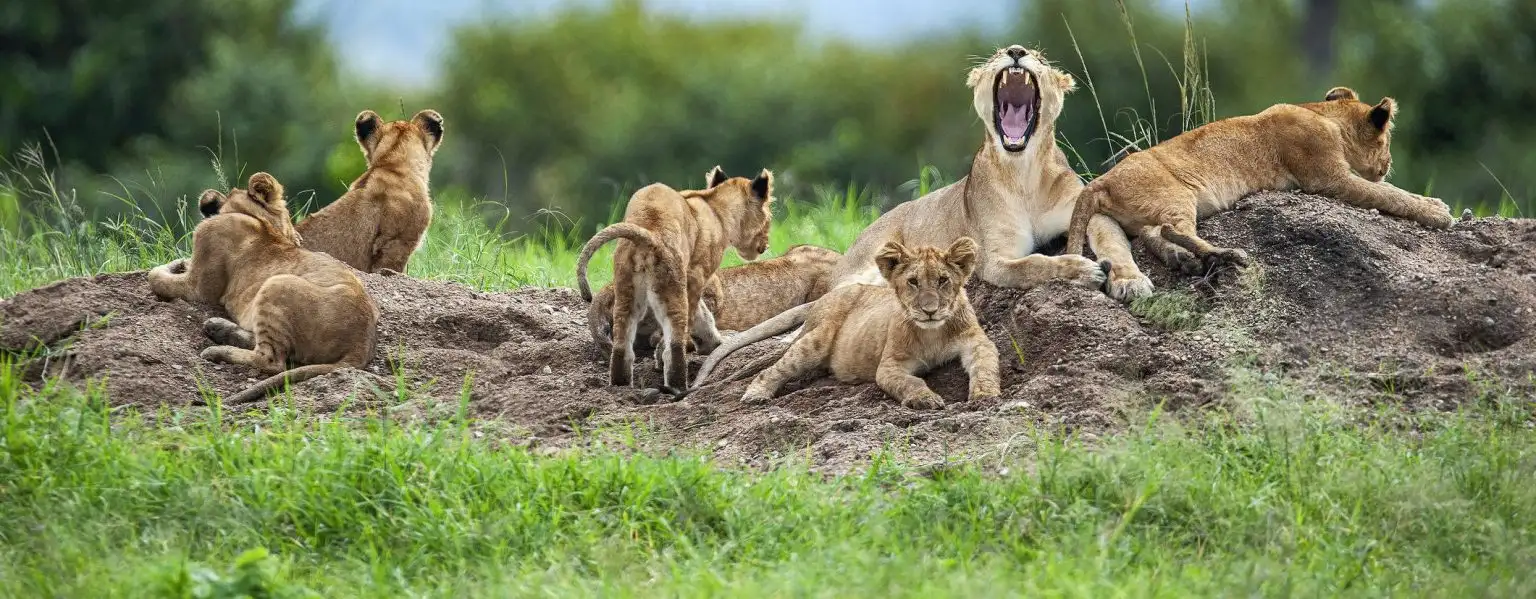 6-Days Classic Tanzania Wildlife Safari