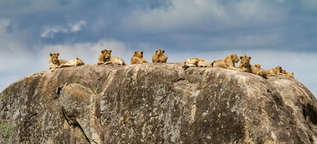 Full-Day Safari in Serengeti National Park