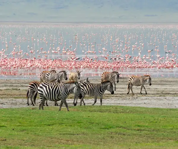 Ngorongoro Crater Safari