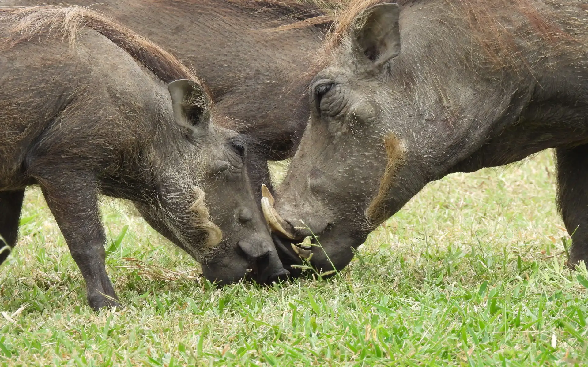 Arusha to Tarangire National Park