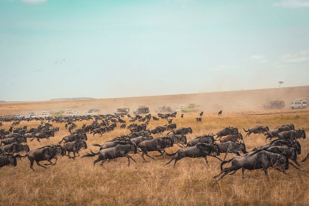 12 Best Tanzania Safari tours