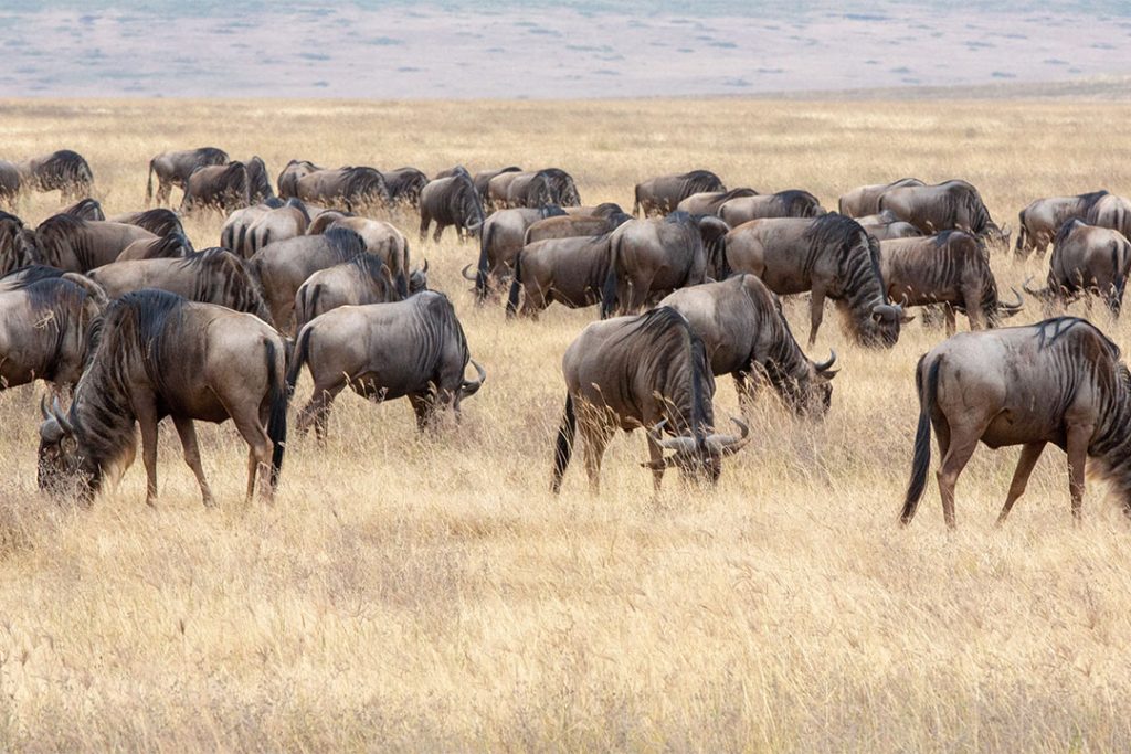 Ndutu Safari