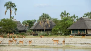 Tanzania safari tours luxury