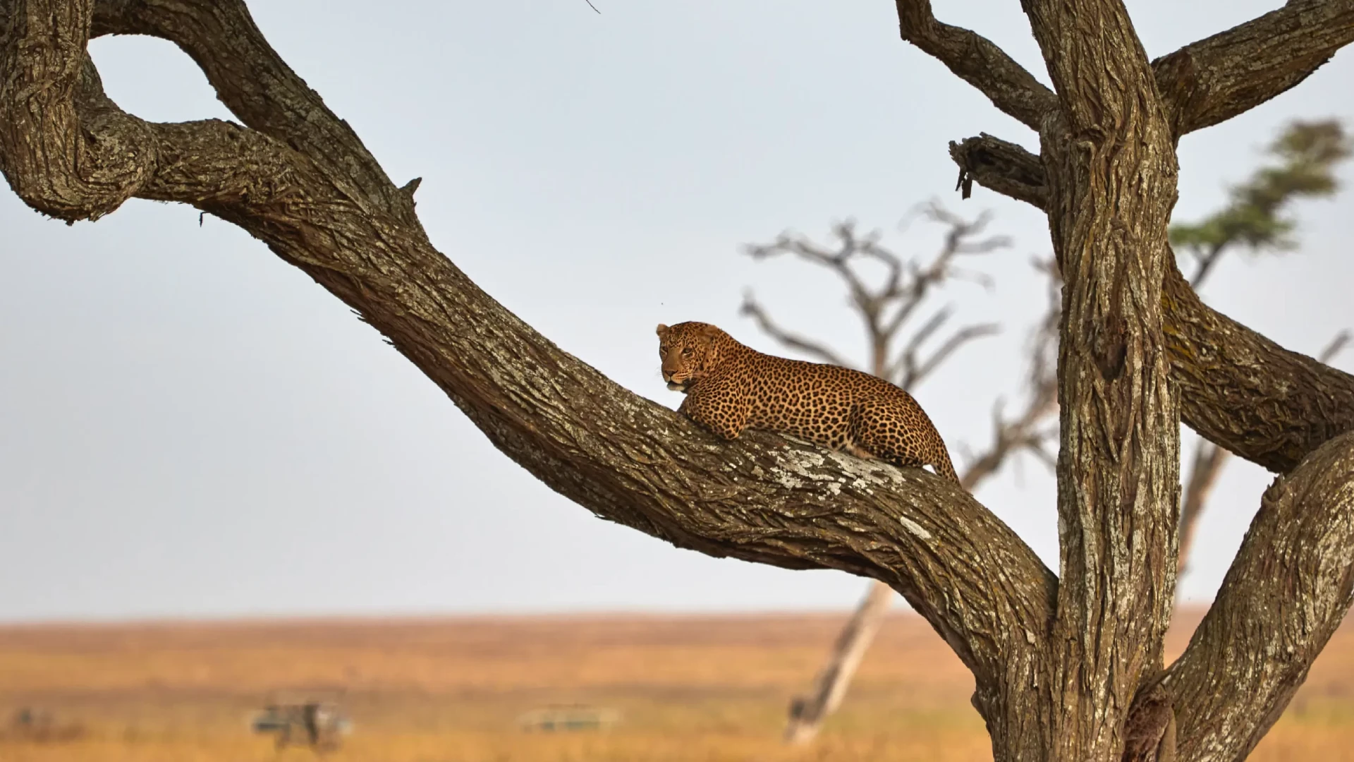 African Safari Animals