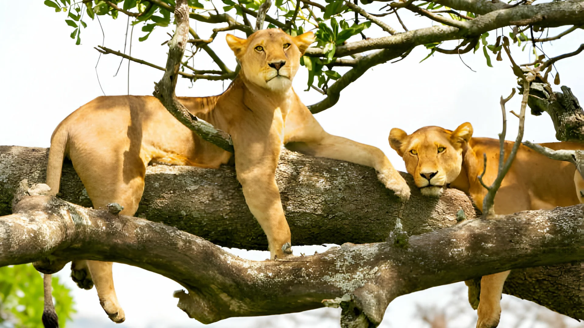 Tanzania Safari Tours