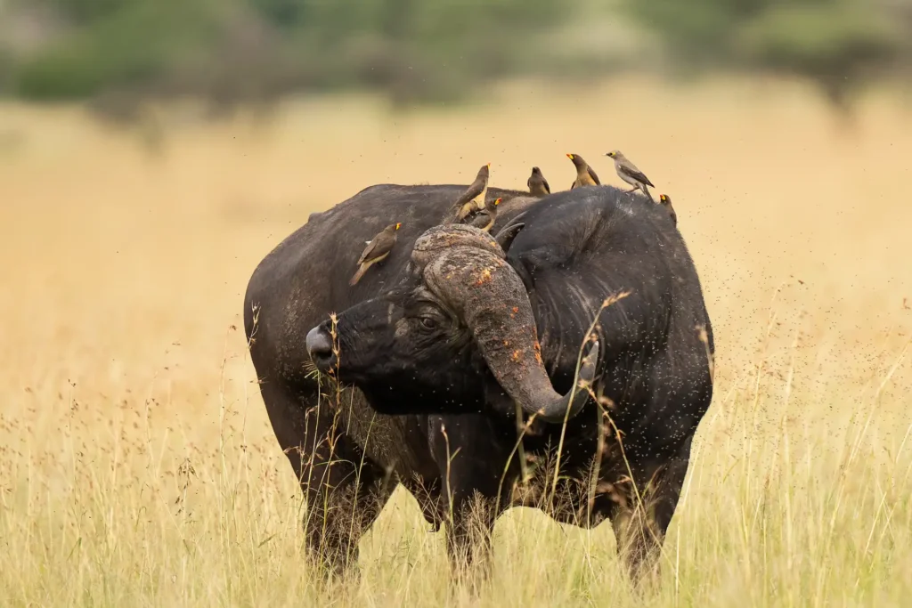 Tanzania safari