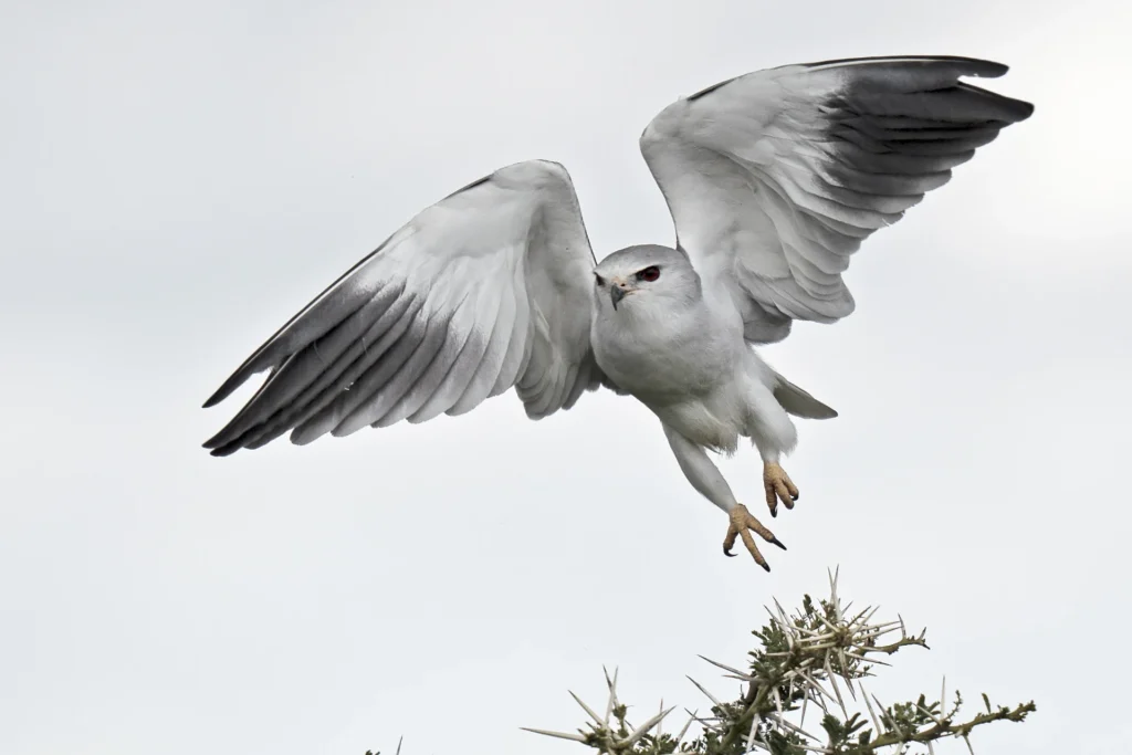 Tanzania bird safari