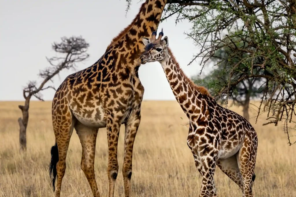 Nyerere National Park (Selous)