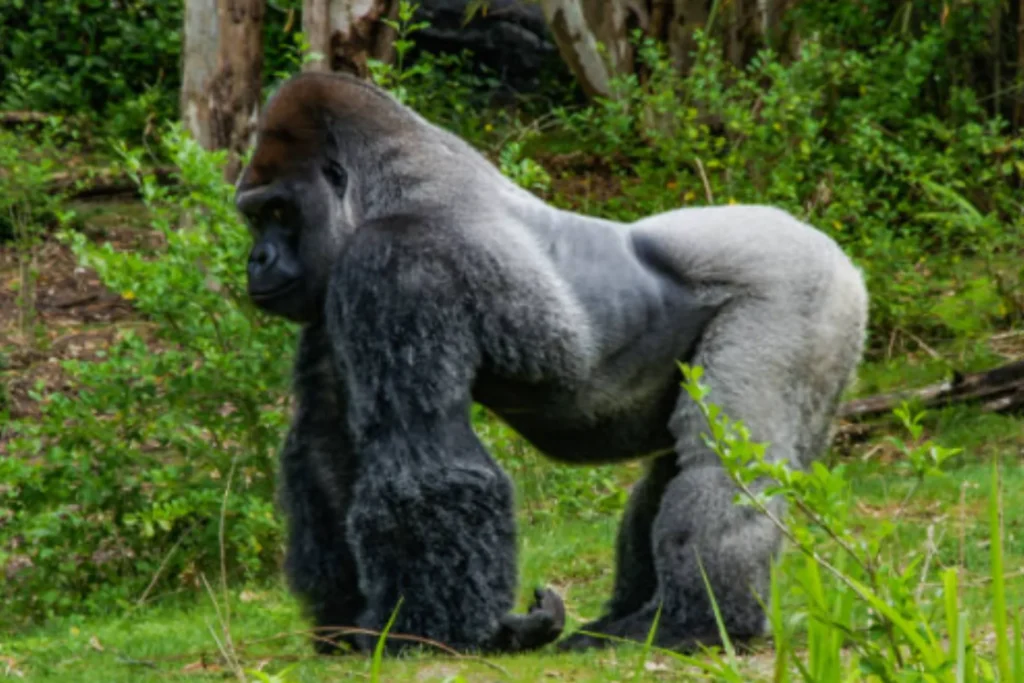 gorilla