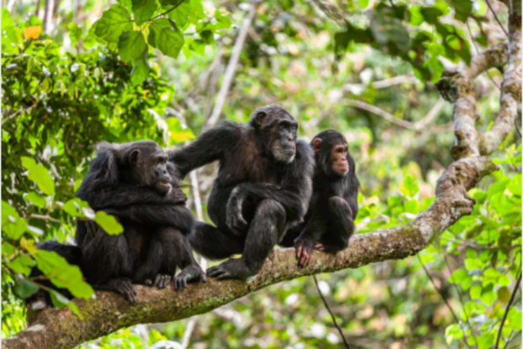 Chimpanzee trek