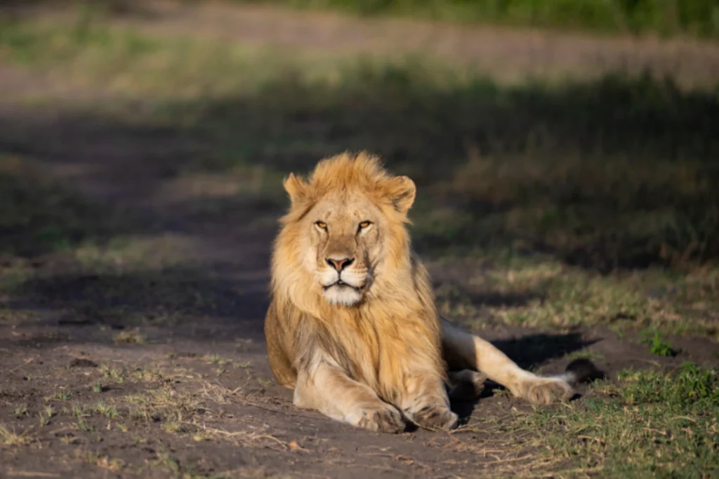 Tanzania Safari Packages