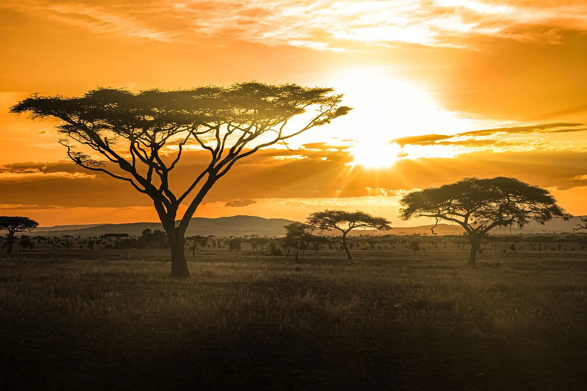 Your Ultimate Guide to an African Safari Tanzania