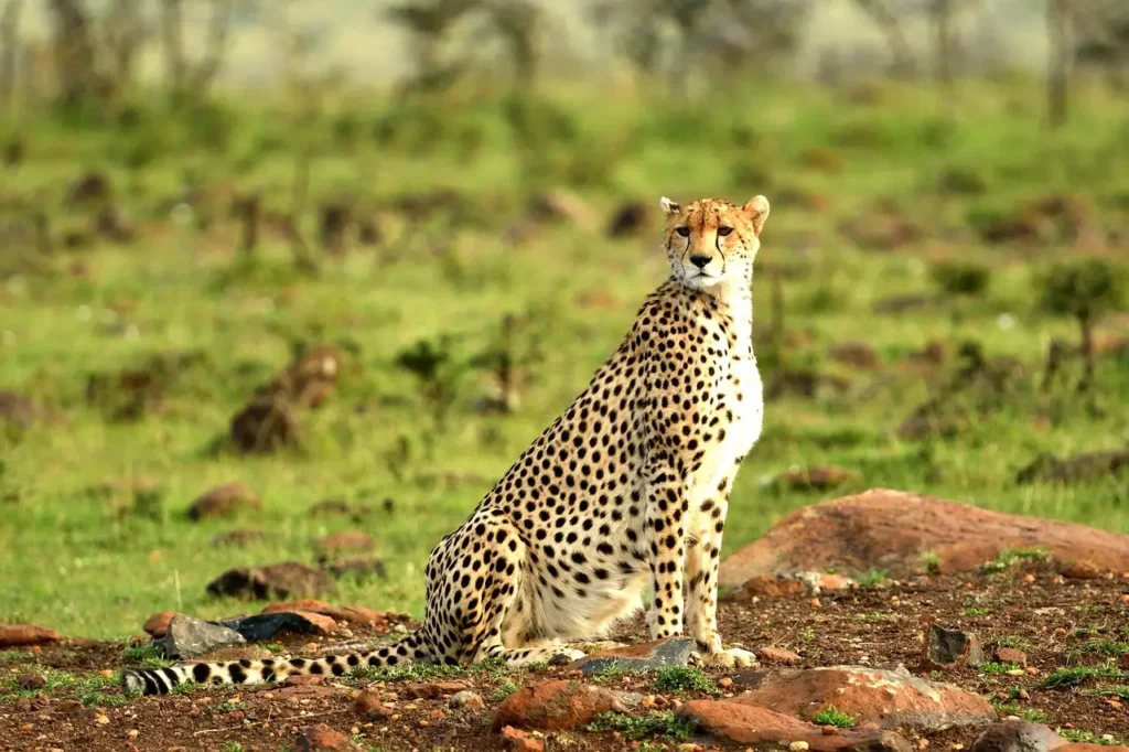 Serengeti safaris