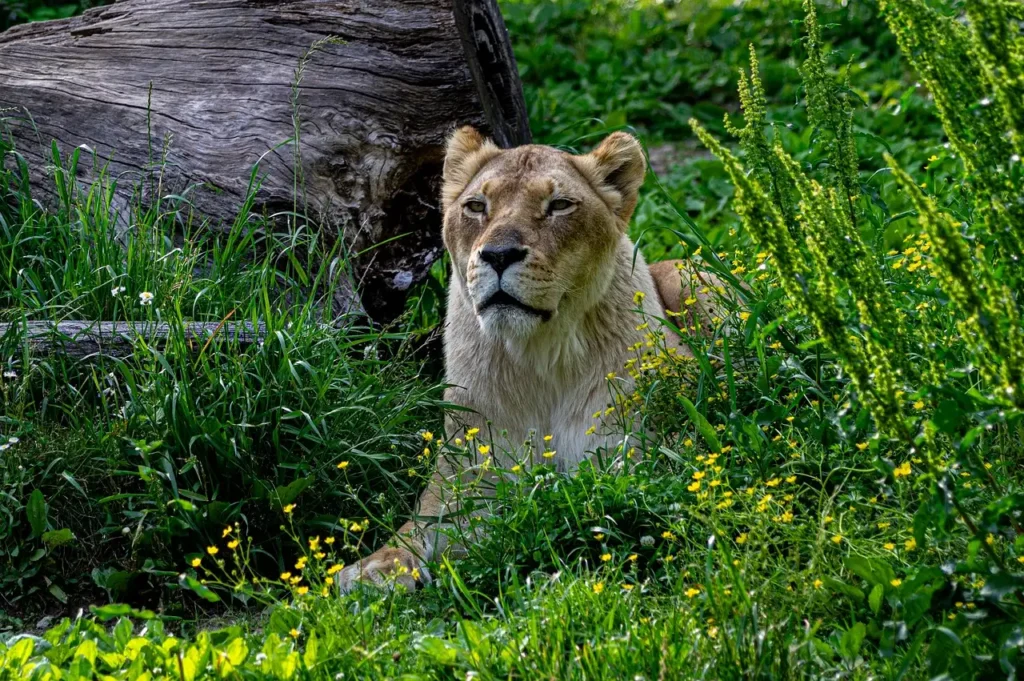 Tarangire safari
