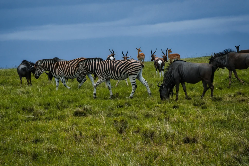 Tanzania safari adventure