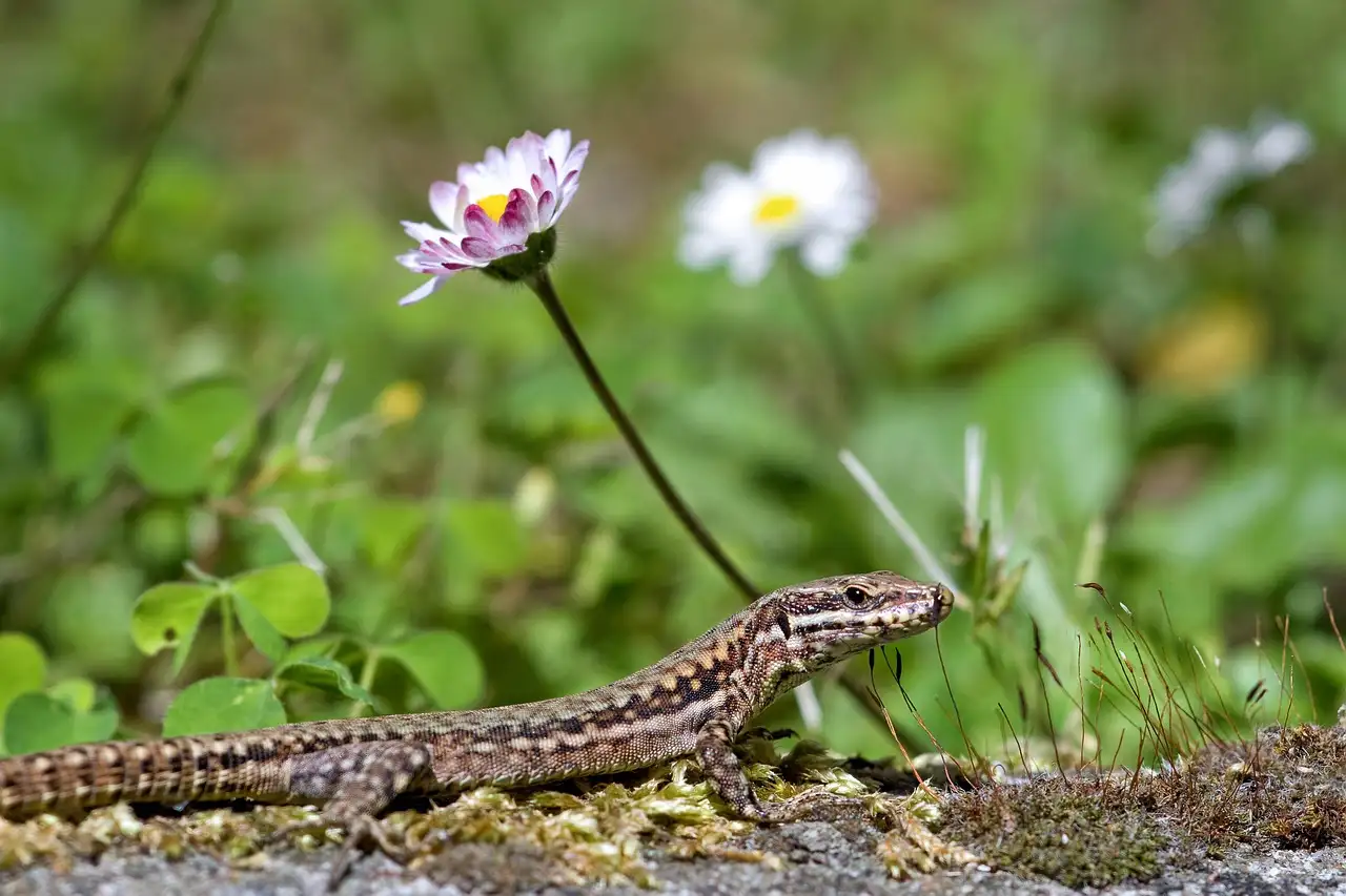 Kitulo National Park