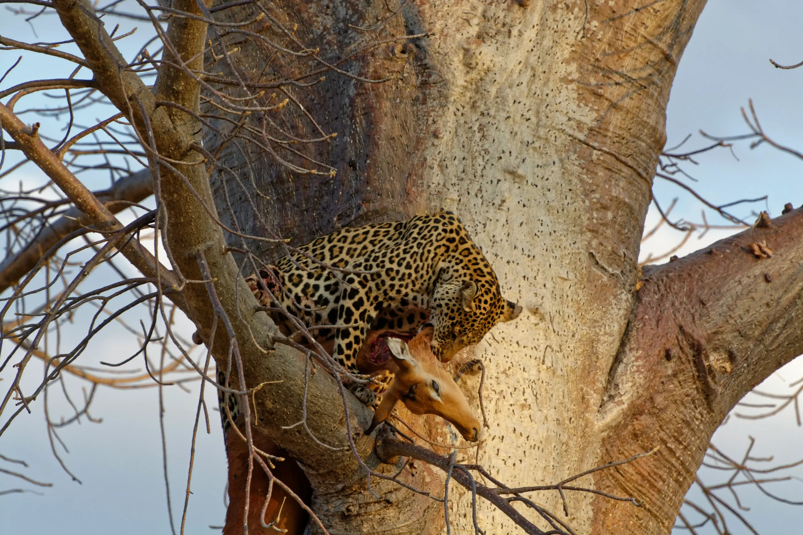Ruaha National Park Safari
