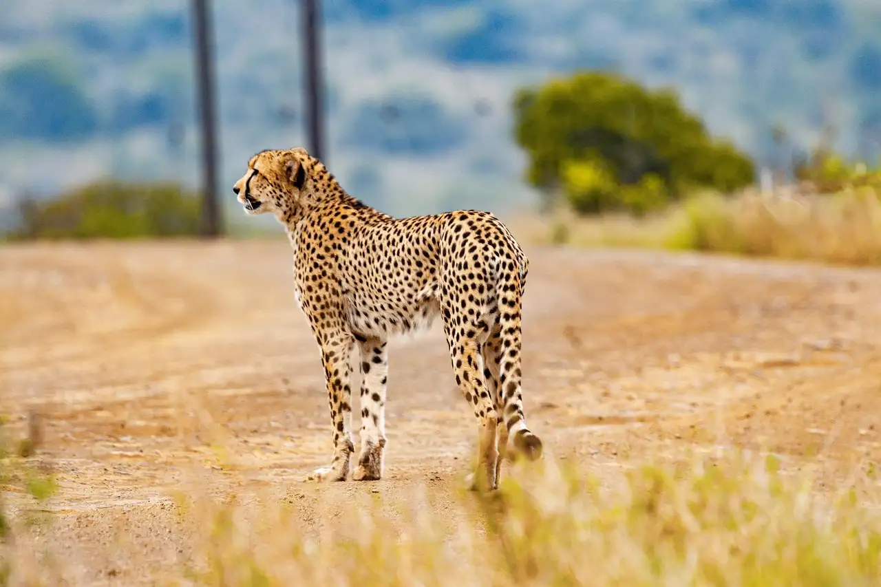 safari Tanzania