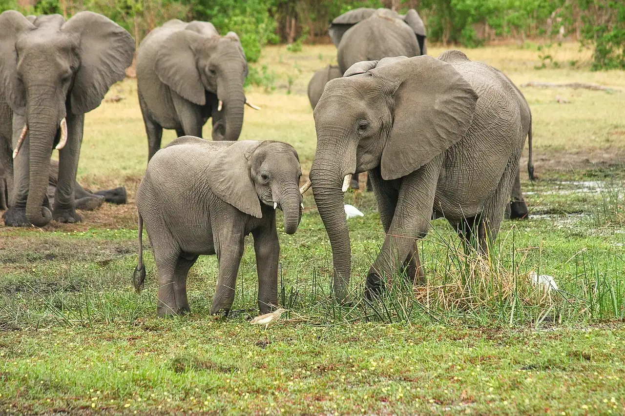 safari Tanzania