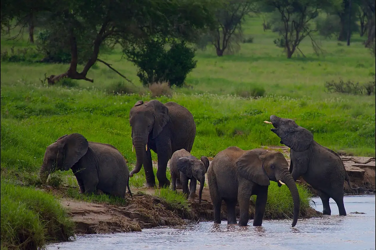Tanzania safari
