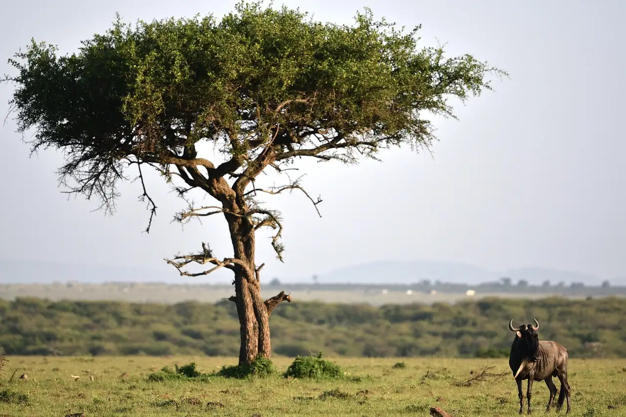 safari