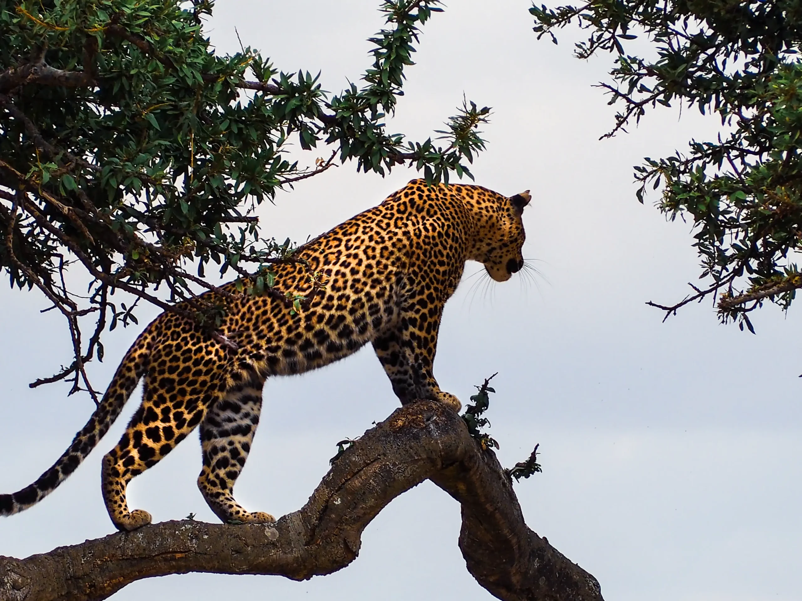 safari Tanzania
