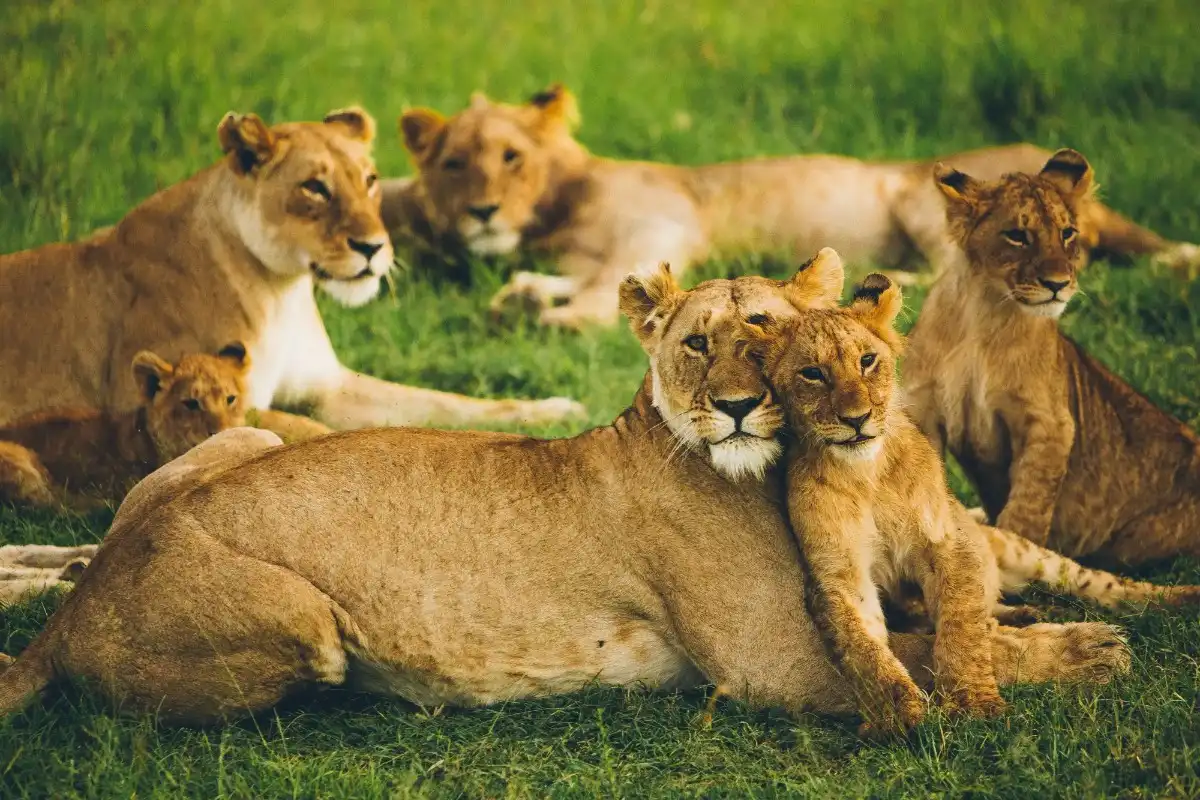 SAFARI