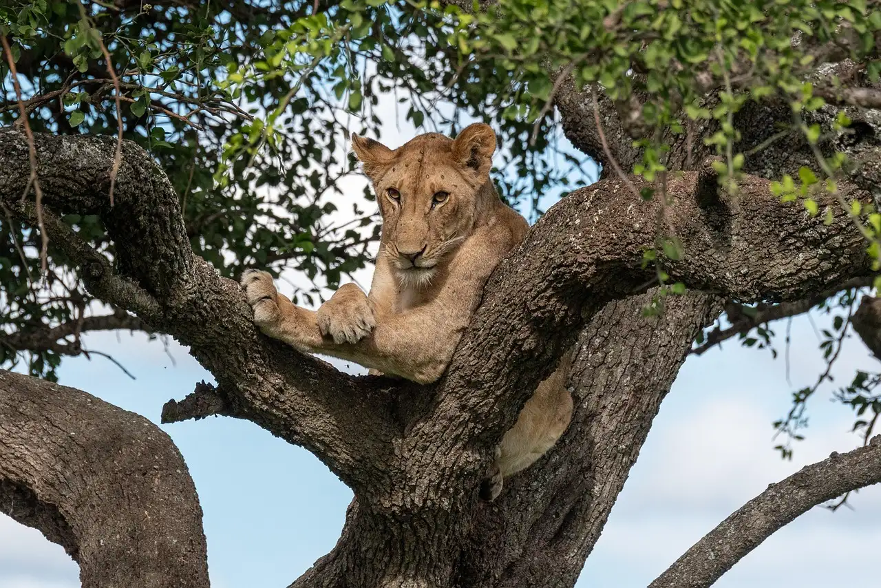 safari Tanzania