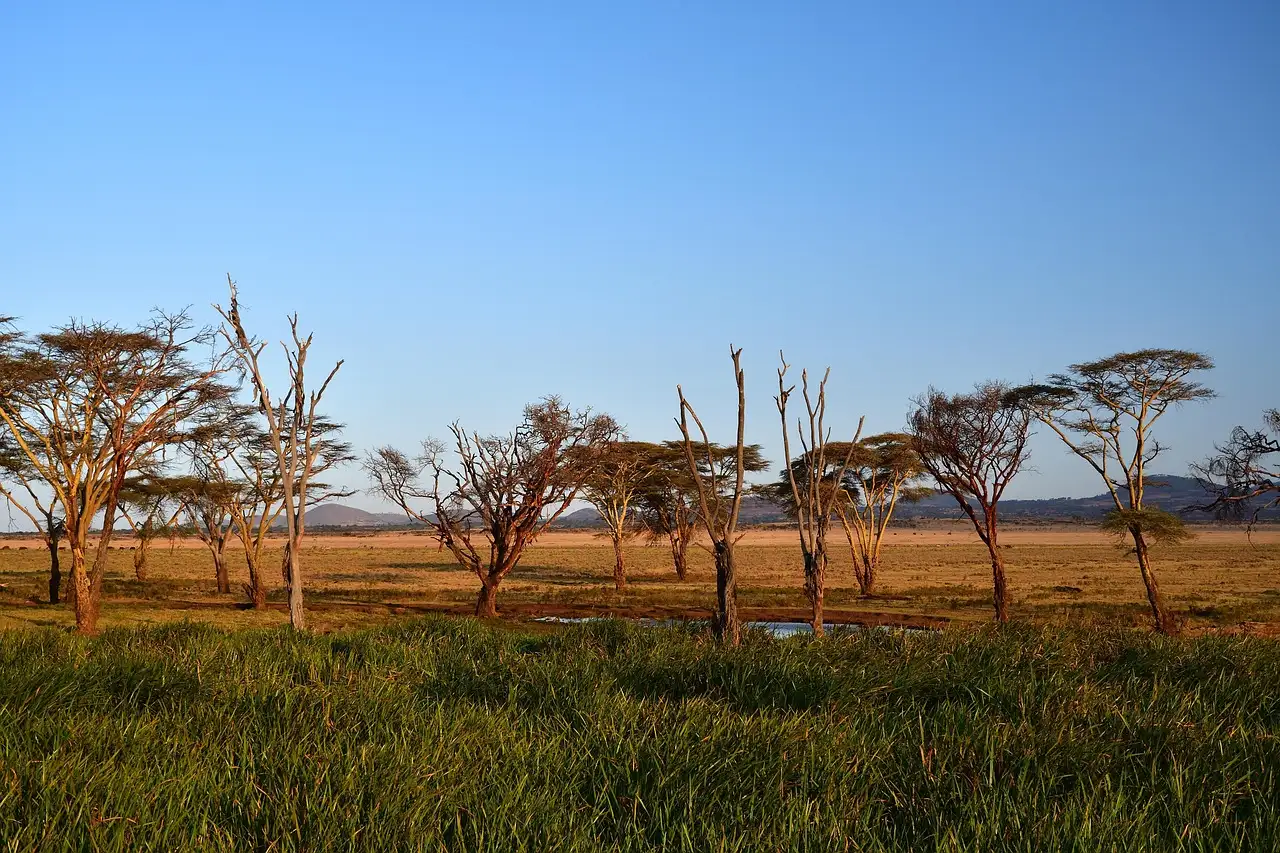 Safari Tanzania