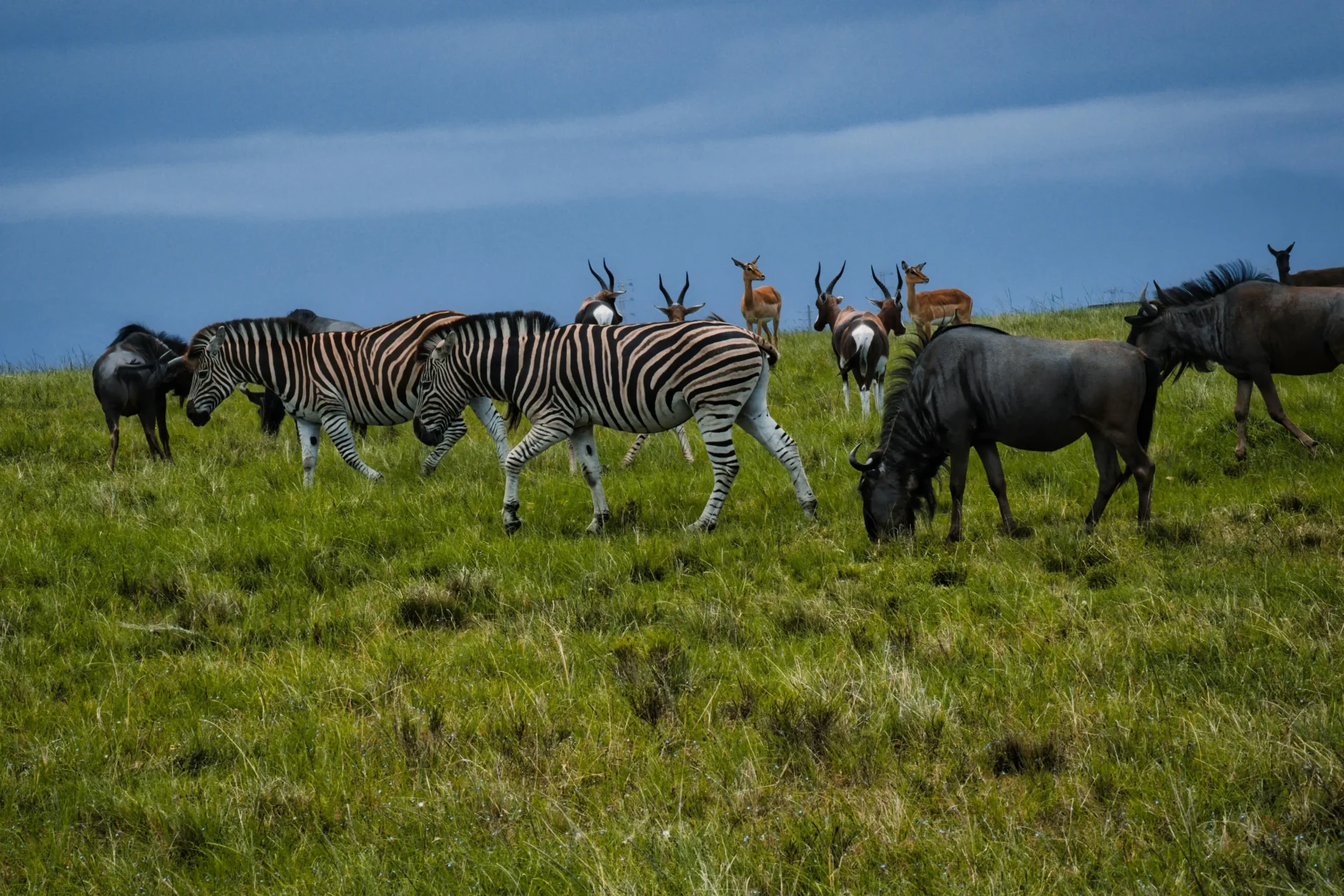 safari Tanzania