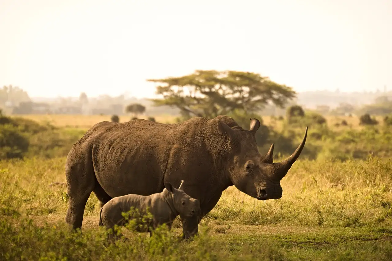 safari Tanzania