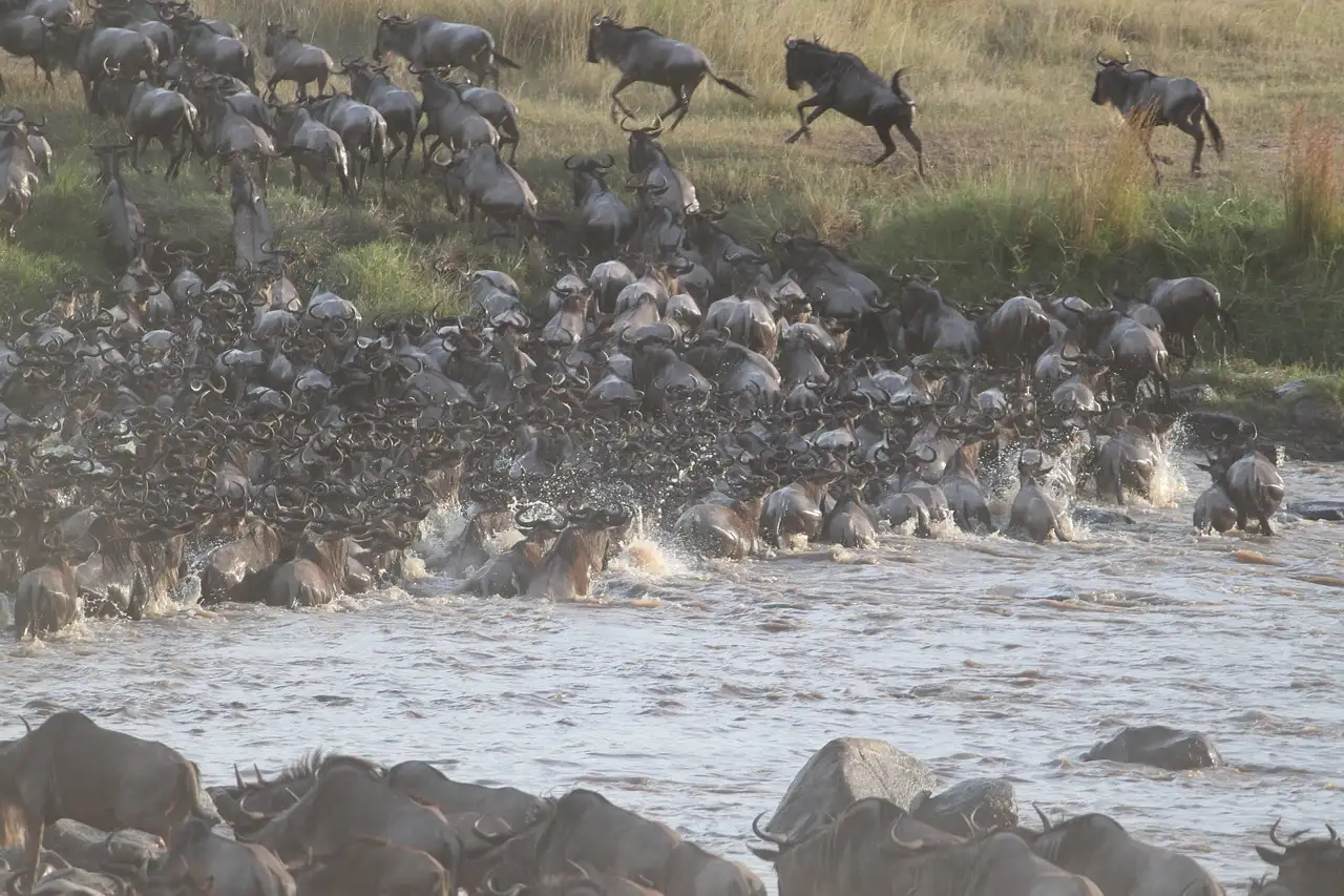 safari Tanzania