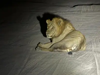 Night Game drive