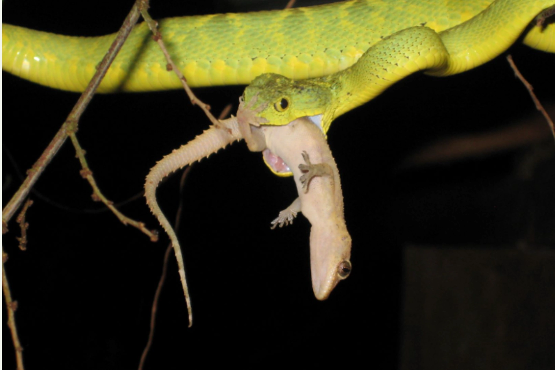 Top Safari Destinations in Tanzania