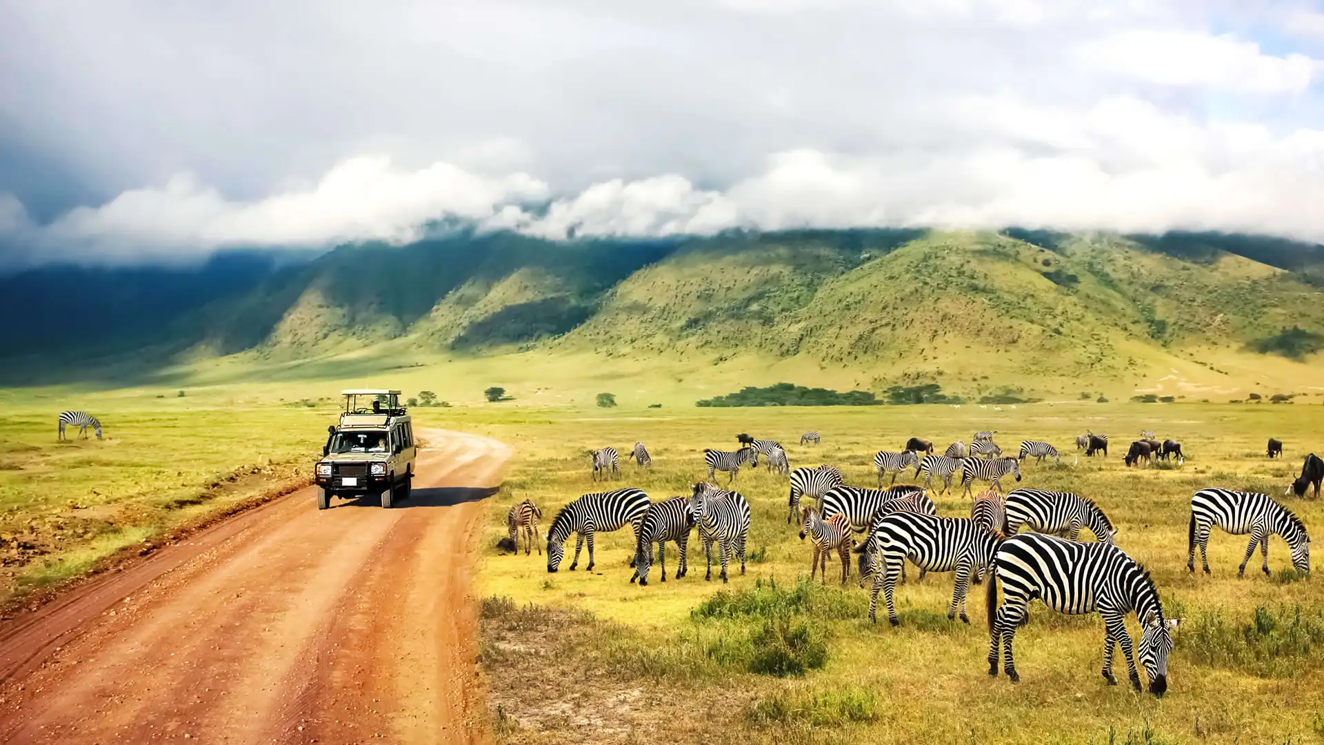 Safari tz