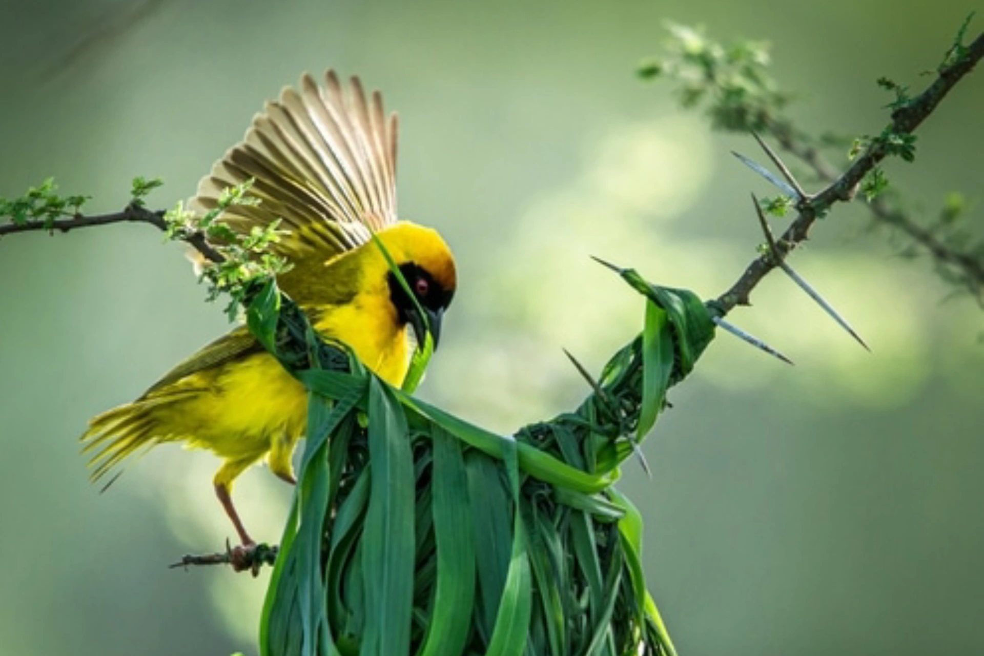 birds