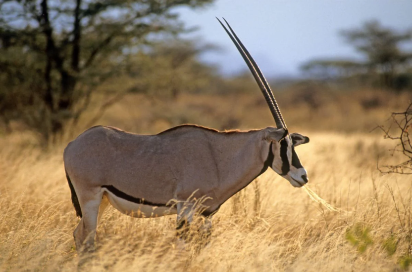 East African Oryx