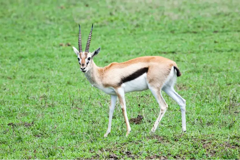 Thomson's Gazelle