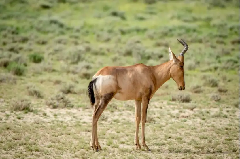 Hartebeest