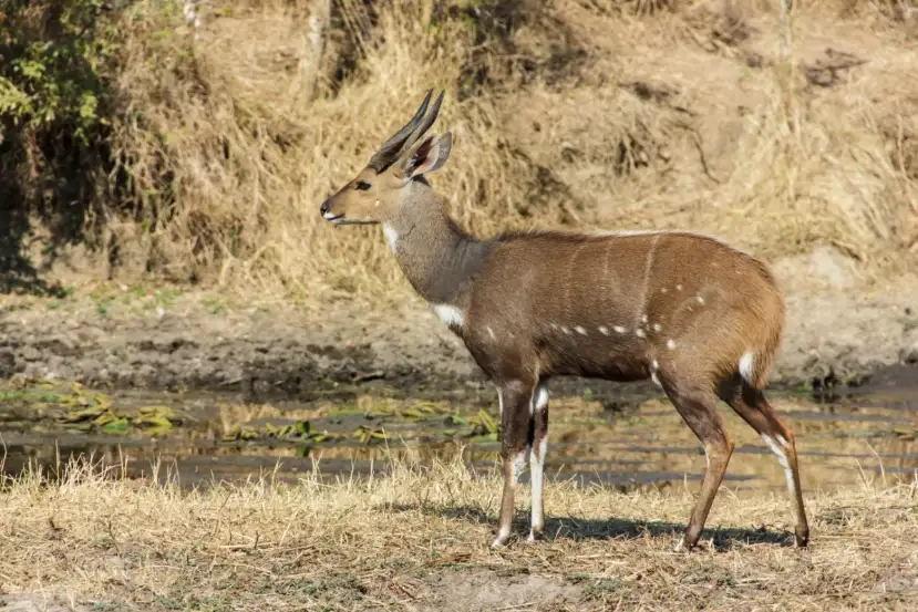 Bushbuck