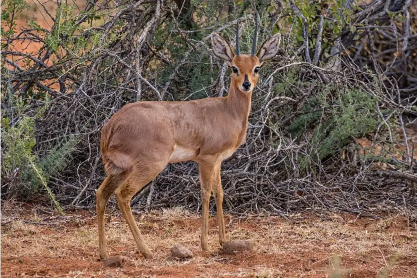 Steenbok