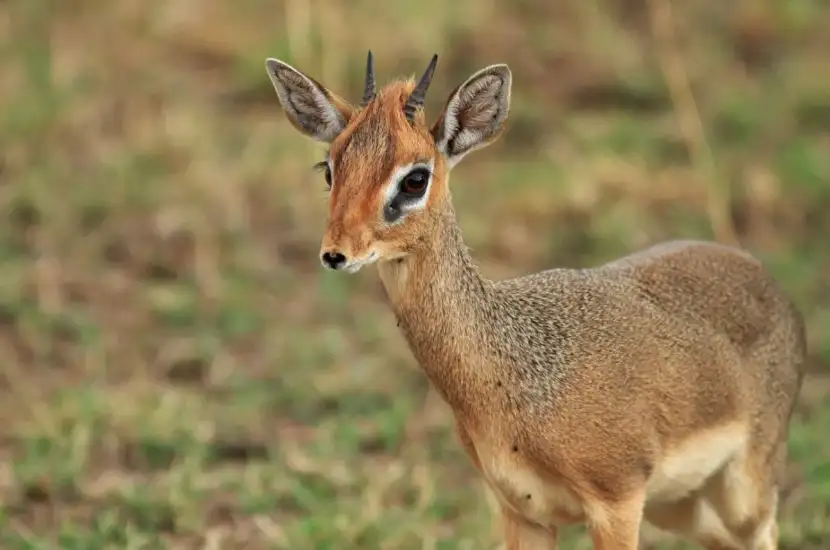 Dik-Dik