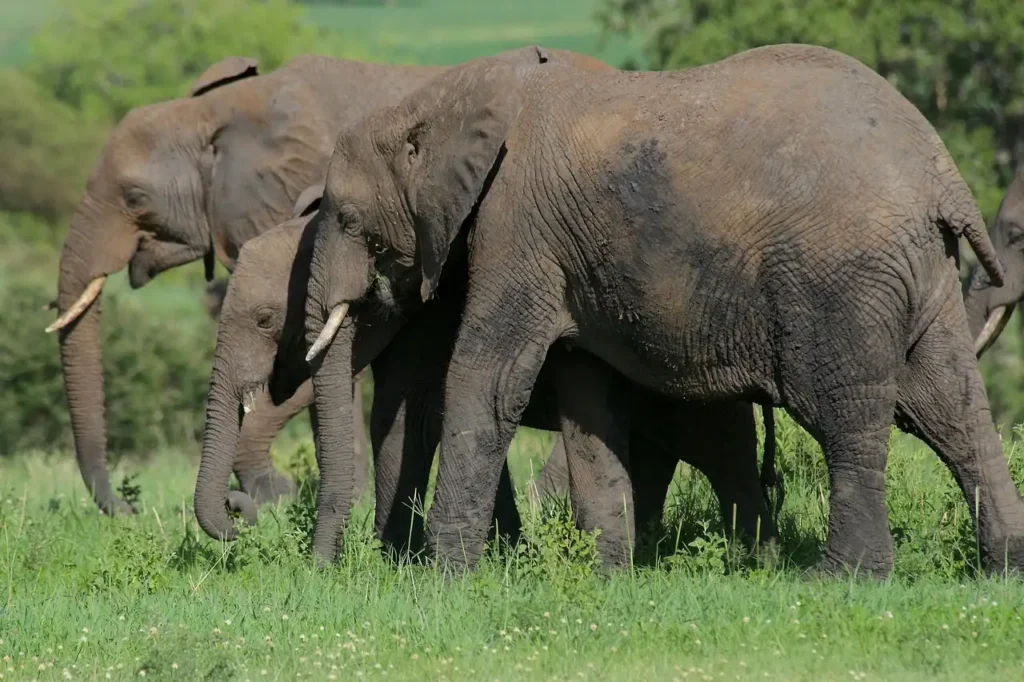 8-Day Tanzania Safari & Beach Holiday