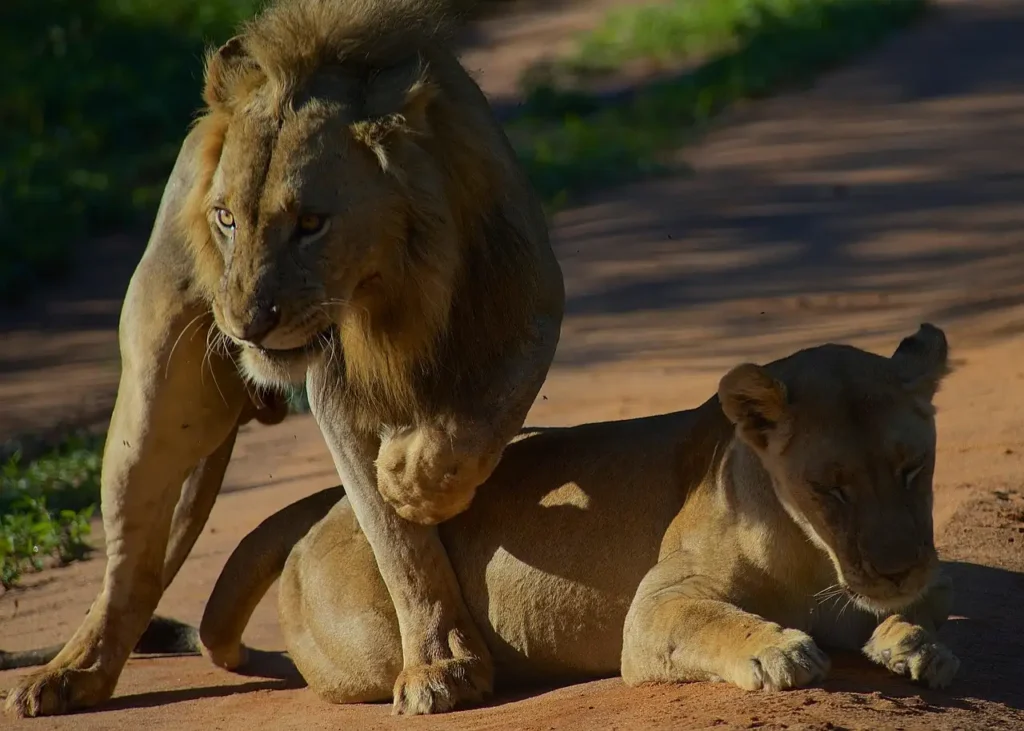 2-Day Safari, Tarangire and Lake Manyara National Park