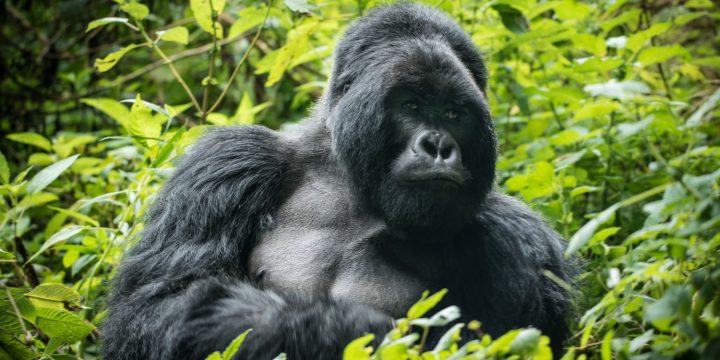 Uganda Gorilla Trekking Safari